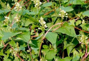 Cây dược liệu quanh nhà : công dụng và lưu ý #3