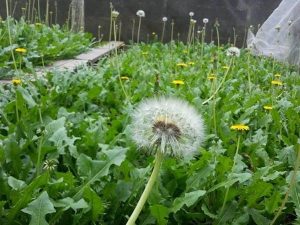 Cây dược liệu quanh nhà : công dụng và lưu ý #4