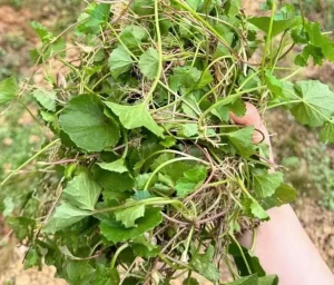 Cây dược liệu quanh nhà : công dụng và lưu ý #10