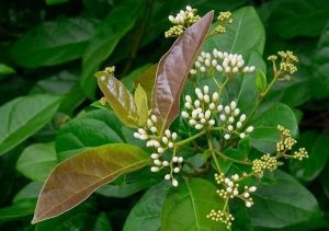 Cây dược liệu quanh nhà : công dụng và lưu ý #5