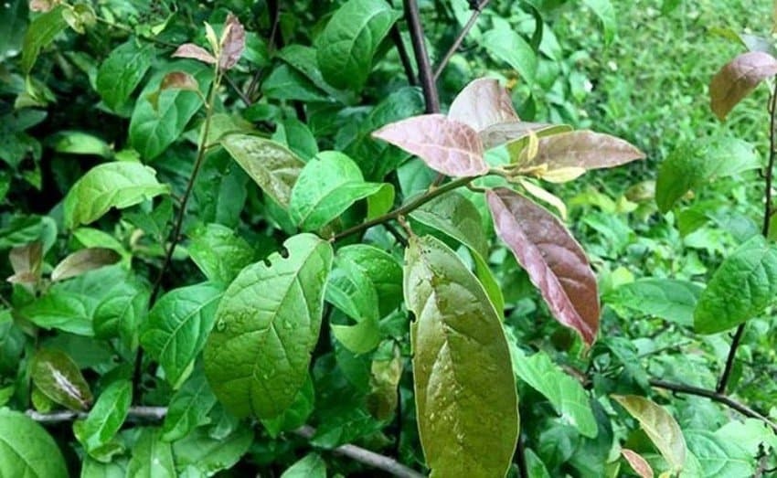 hình ảnh cây xạ đen