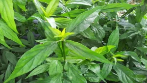 Cây xương khỉ là gì? Tác dụng, công dụng và lưu ý khi uống
