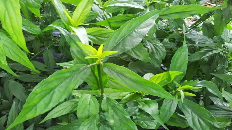 cây xương khỉ là gì