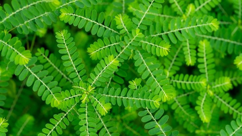 diệp hạ châu là gì