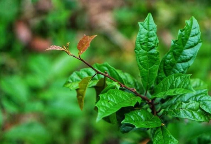cây xạ đen