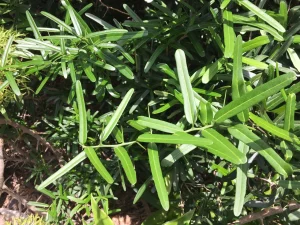 Xáo tam phân là gì? Tác dụng, cách dùng và lưu ý an toàn