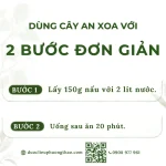 Cây an xoa (tổ kén cái, dó lông, thâu kén lông)