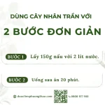 Cây nhân trần (chè cát, chè nội)