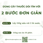 Cây dòi thân tím (cây bọ mắm, cây dòi tía, đại kích biển)