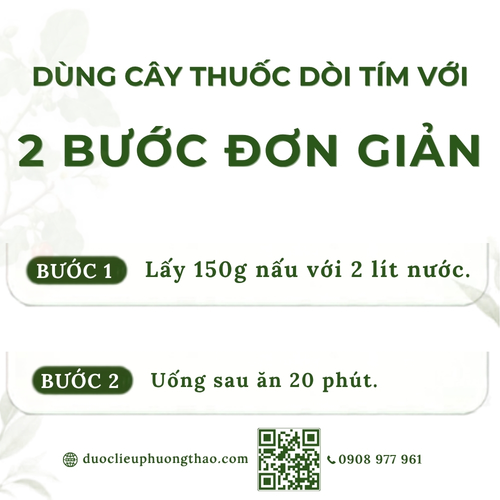 Cây dòi thân tím (cây bọ mắm, cây dòi tía, đại kích biển)