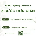 Diệp hạ châu (cây chó đẻ)