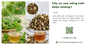 Cây an xoa uống tươi được không? Nên dùng tươi hay phơi khô?