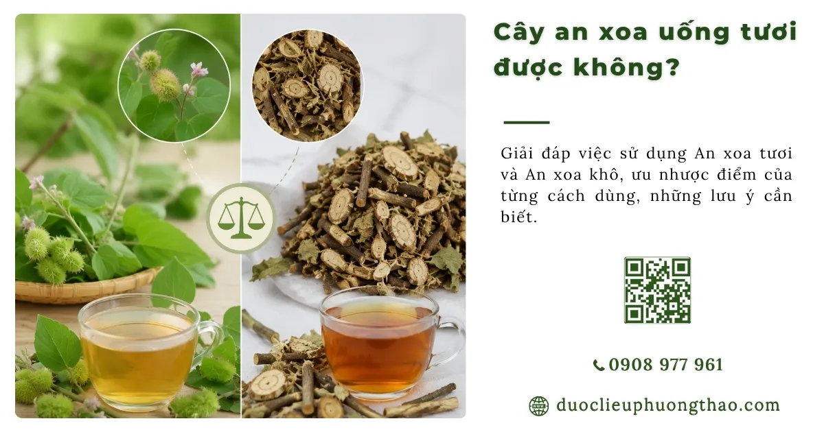 cây an xoa uống tươi