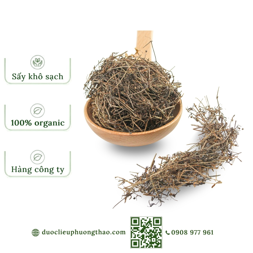 Bạch hoa xà (cỏ lưỡi rắn trắng, xà thiệt thảo)