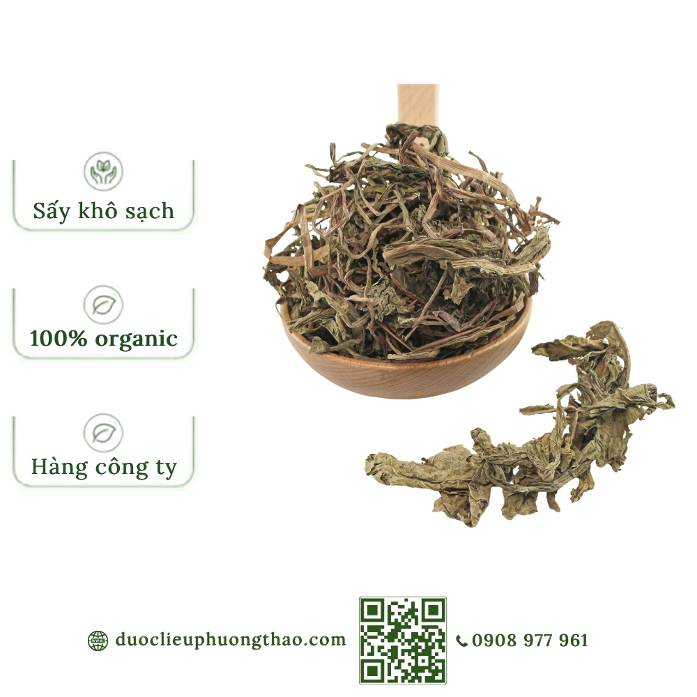 Bồ công anh (diếp dại, diếp trời)
