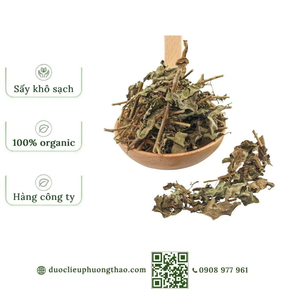 Cà gai leo (Cà gai dây, cà vạnh, cà quýnh)
