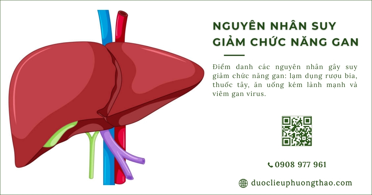 nguyên nhân suy giảm chức năng gan