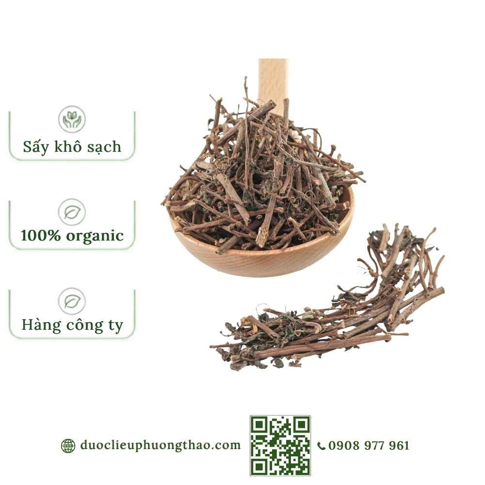 Cây dòi thân tím (cây bọ mắm, cây dòi tía, đại kích biển)