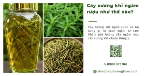 Cây Xương khỉ ngâm rượu như thế nào? Những điều cần lưu ý