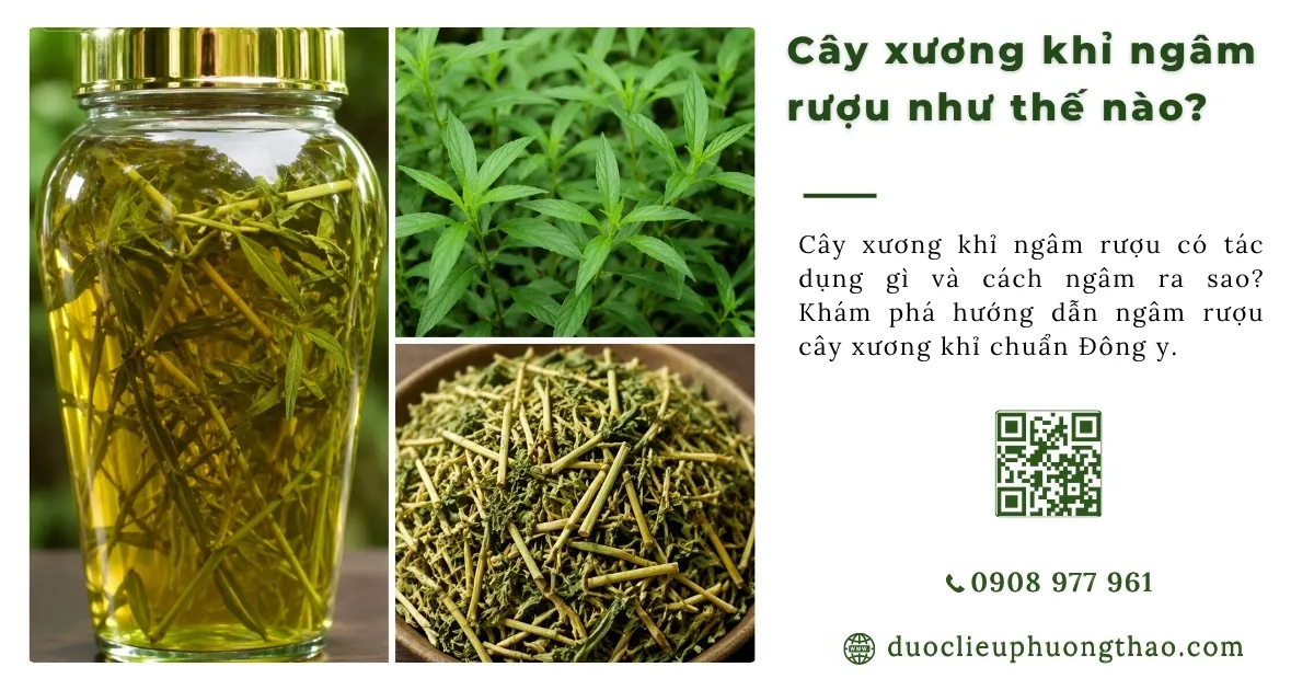 cây xương khỉ ngâm rượu