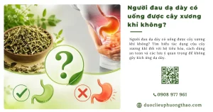 Cây xương khỉ cho người đau dạ dày: Cách dùng phù hợp là gì?