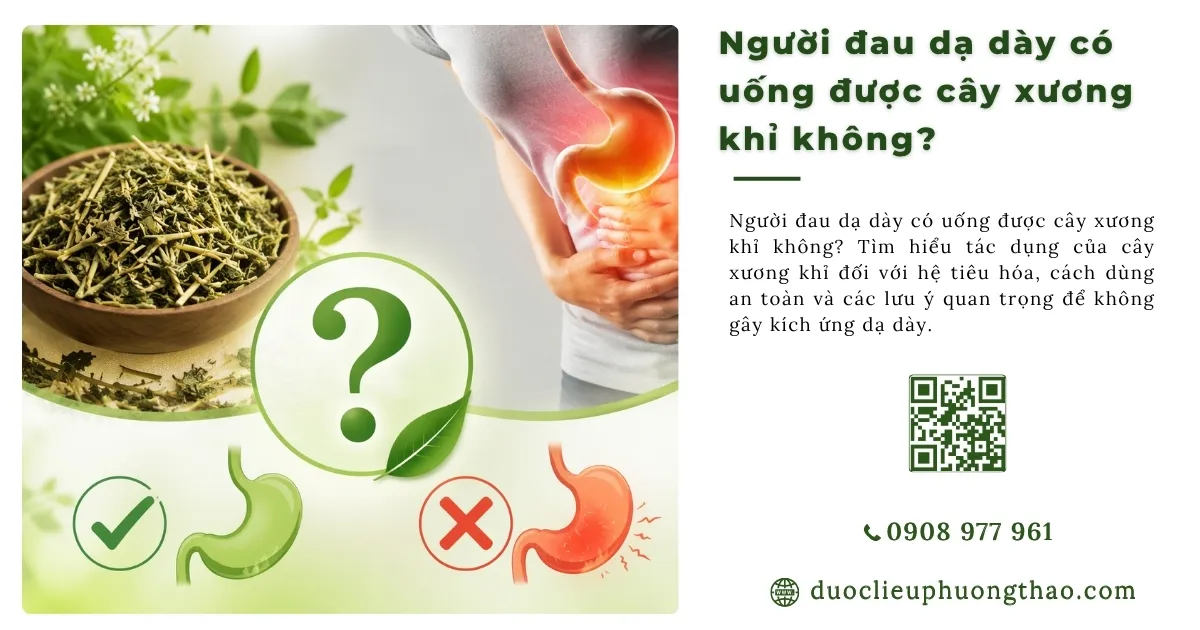 cây xương khỉ cho người đau dạ dày