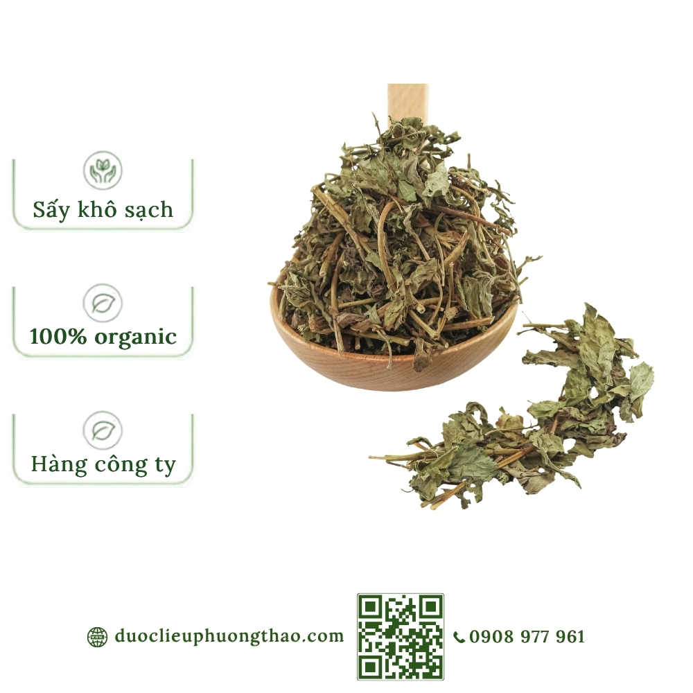 Cỏ ngọt (cỏ đường, cỏ mật, diệp lộ thảo)