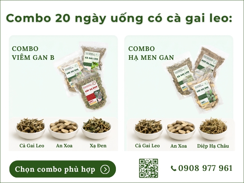 combo 20 ngày uống có cà gai leo