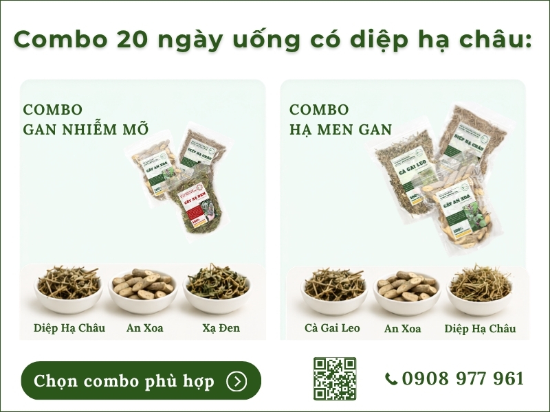 combo 20 ngày uống có diệp hạ châu