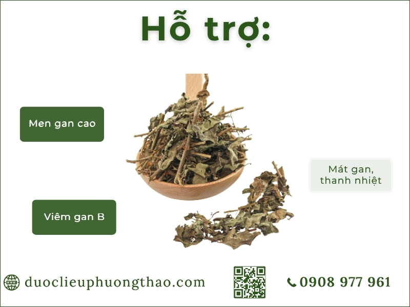 công dụng cà gai leo