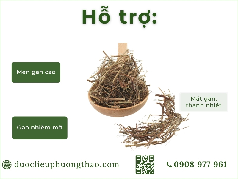 công dụng diệp hạ châu