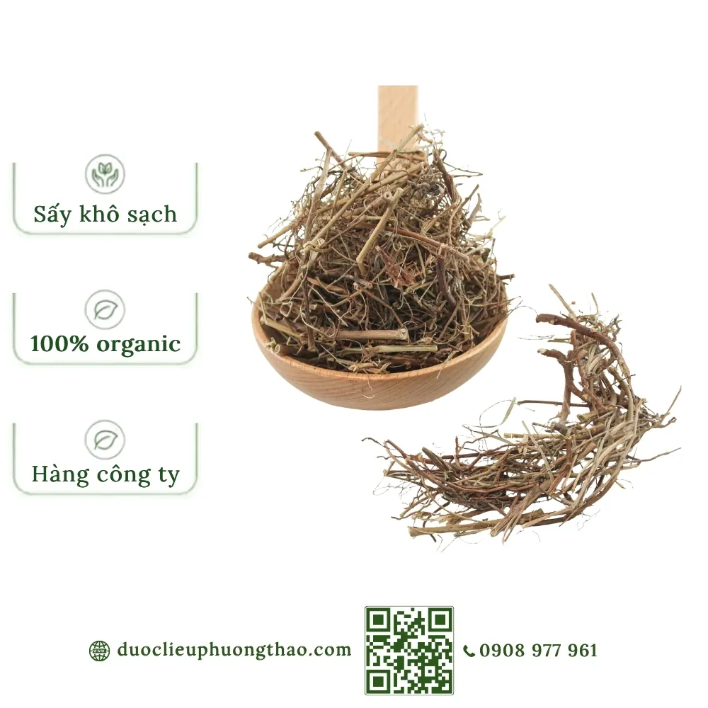 Diệp hạ châu (cây chó đẻ)