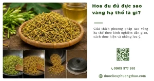 Hoa đu đủ đực sao vàng hạ thổ là gì? Có nên áp dụng không?