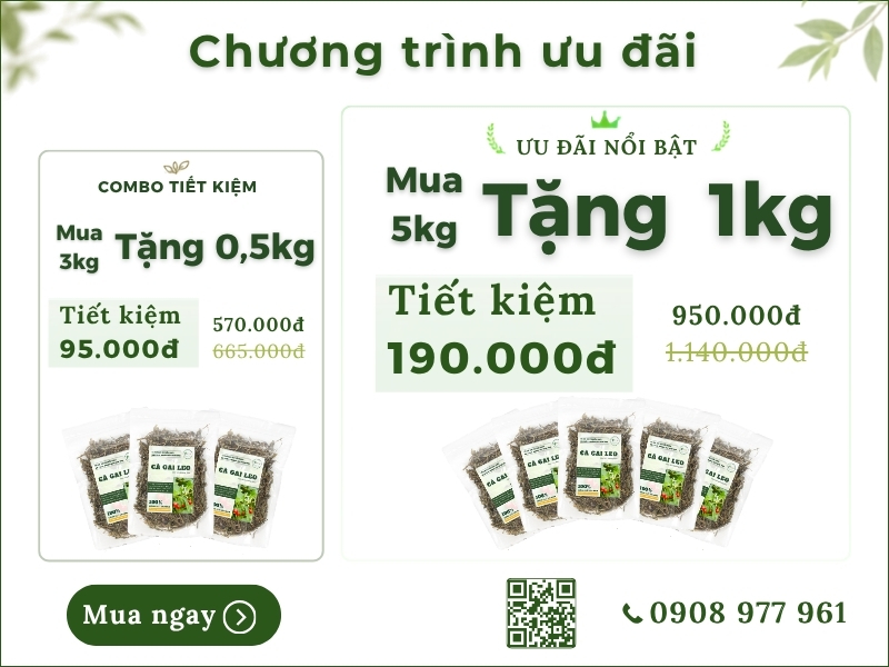 Khuyến mãi của cà gai leo