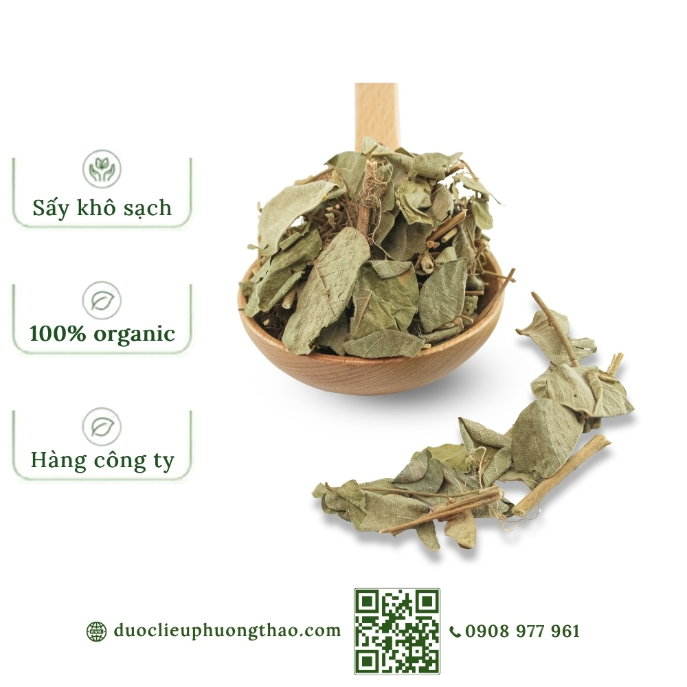 Kim tiền thảo (cây vẩy rồng, cây mắt trâu)