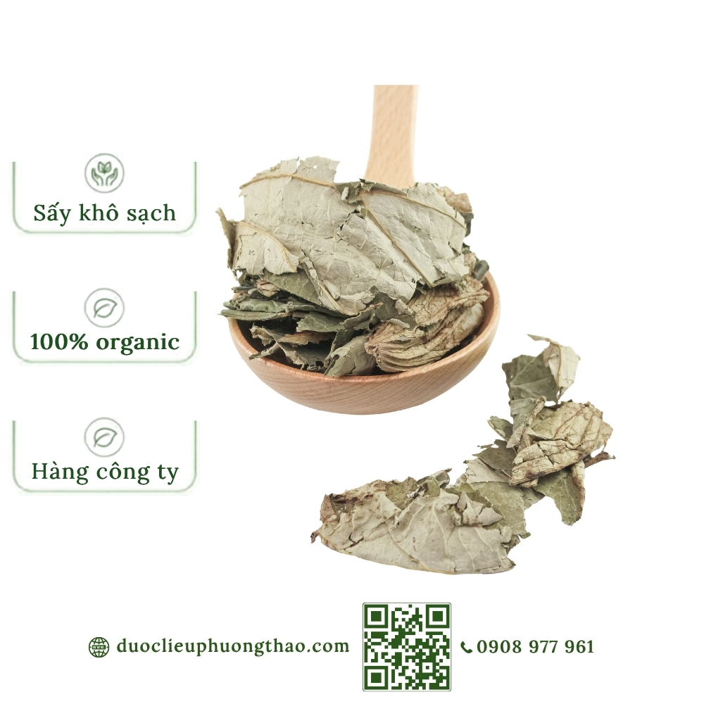 Lá sen (liên diệp, hà diệp)
