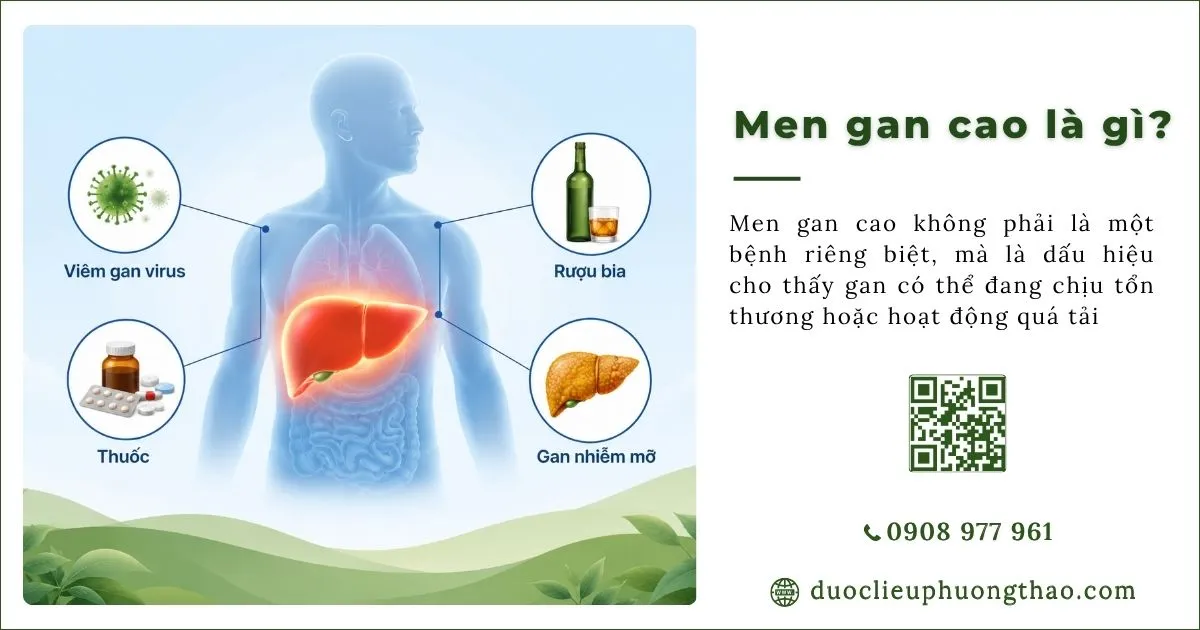 men gan cao là gì