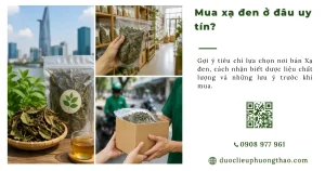 Mua cây Xạ đen ở TP.HCM nên chọn địa chỉ như thế nào?
