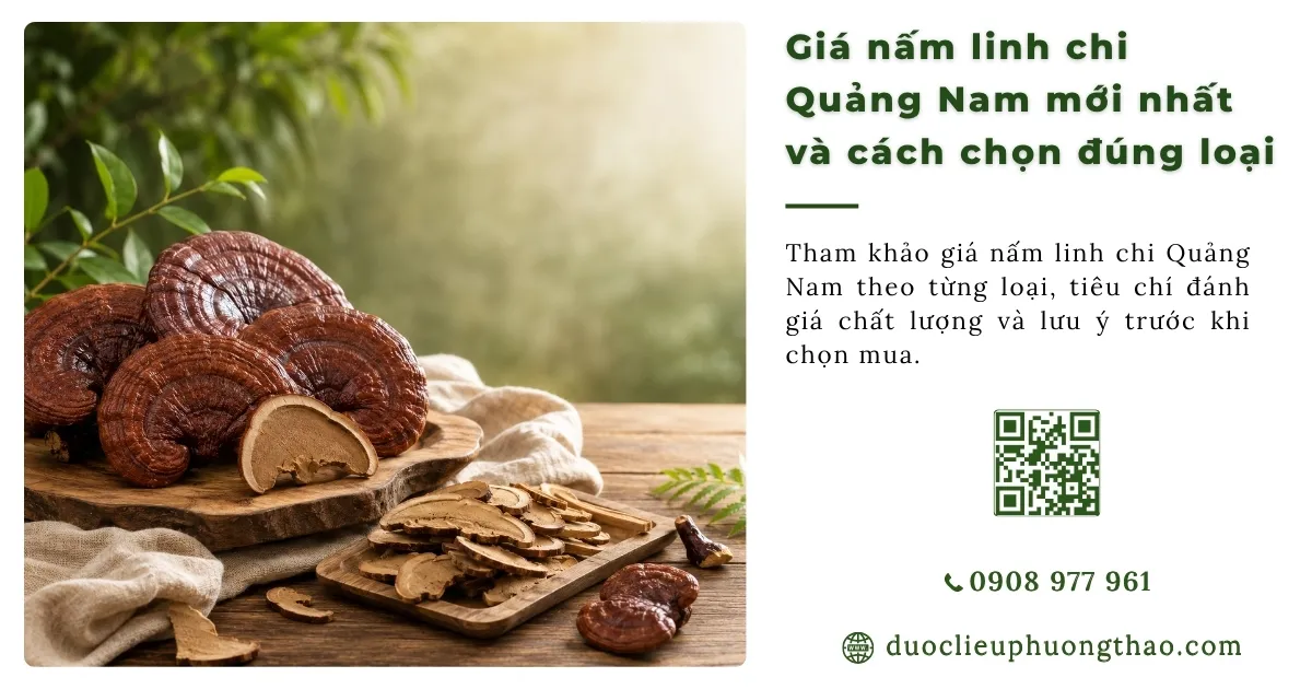 nấm linh chi Quảng Nam