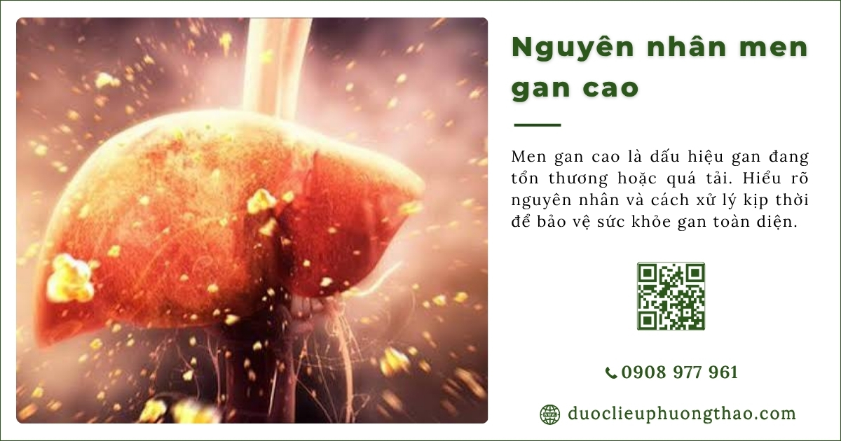 nguyên nhân men gan cao