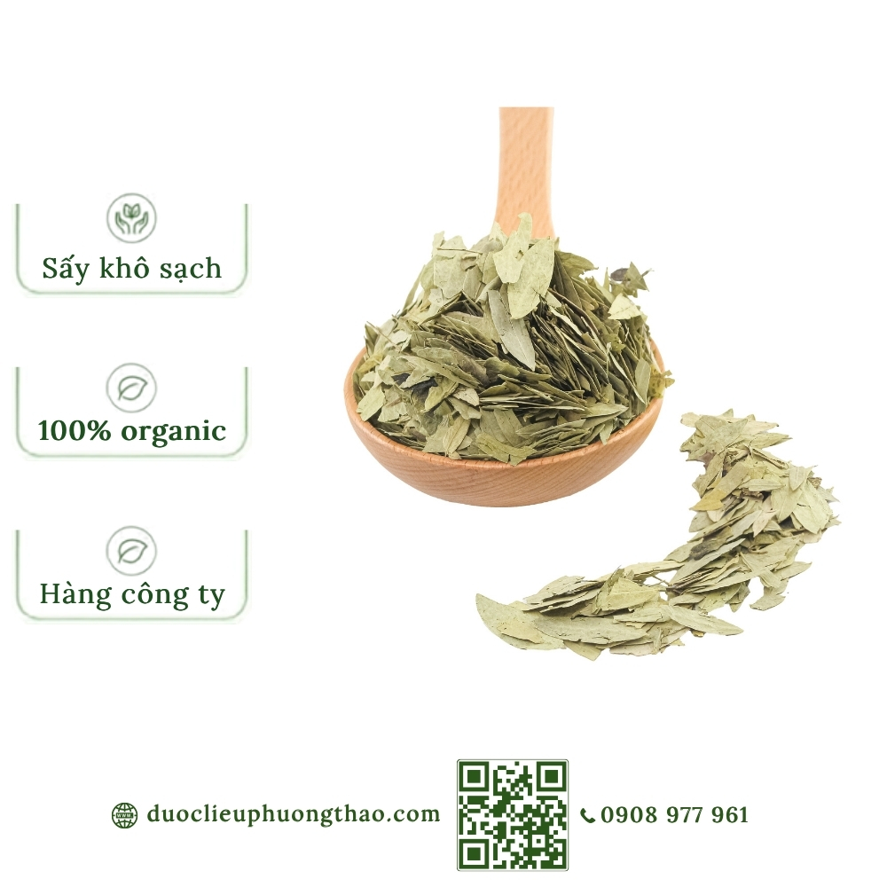 Lá phan tả diệp (tiêm diệp, hiệp diệp, dương tả diệp)