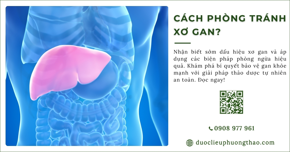 cách phòng tránh xơ gan