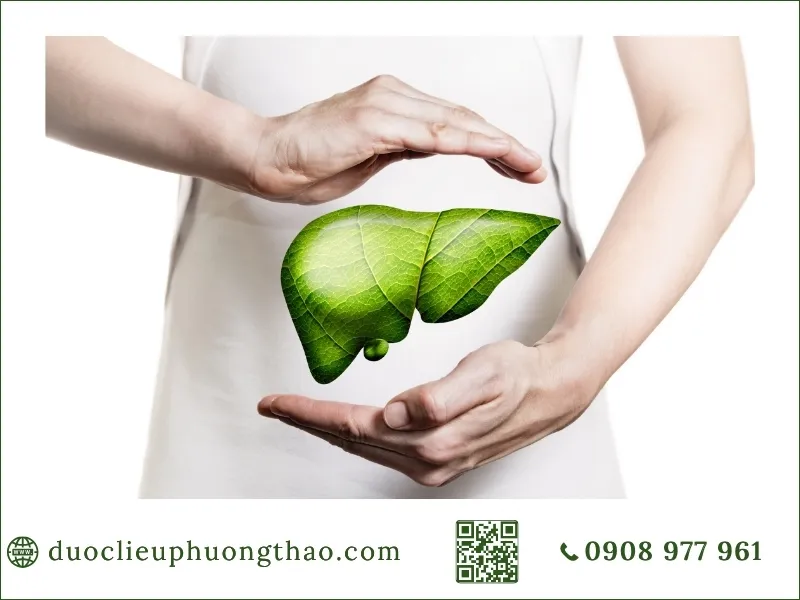 chăm sóc sức khỏe gan