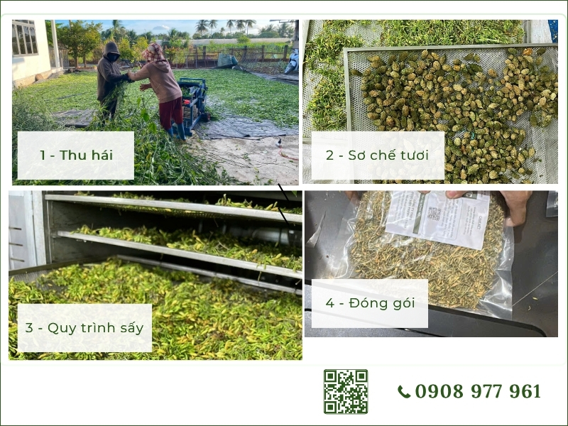 Combo hoa đu đủ đực 4kg gửi nước ngoài quy trình sơ chế dược liệu