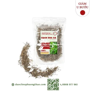 Bạch hoa xà (cỏ lưỡi rắn trắng, xà thiệt thảo)