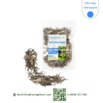 Cây đuôi chuột (cỏ đuôi chuột, đuôi chuột tím)