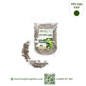 Cây nhân trần (chè cát, chè nội)