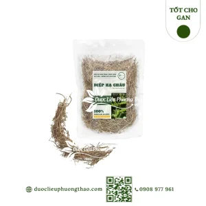 Diệp hạ châu (cây chó đẻ)