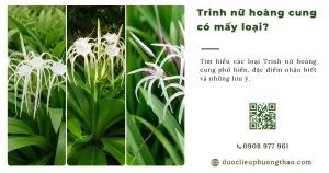 Trinh nữ hoàng cung có mấy loại? Cách nhận biết chính xác như thế nào?