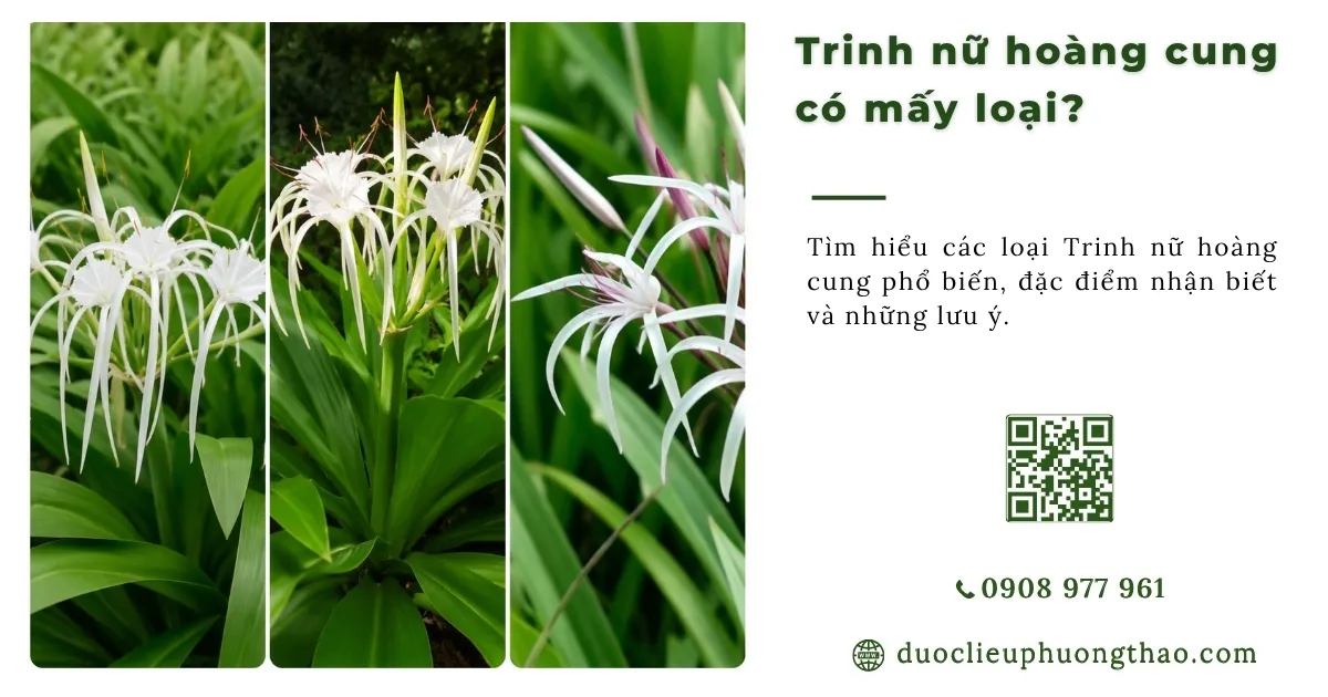 trinh nữ hoàng cung có mấy loại